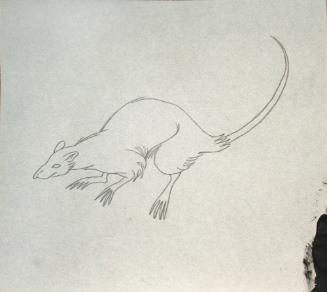 Rat with a long curved tail and sharp, long nose