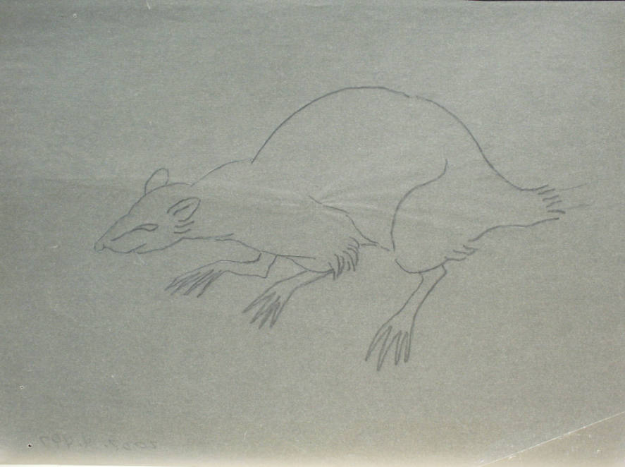 Rat with a long curved tail and sharp, long nose