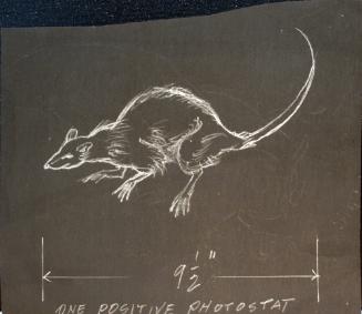 Rat with a long curved tail and sharp, long nose