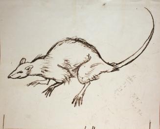 Rat with a long curved tail and sharp, long nose