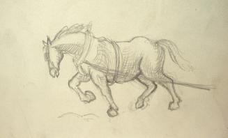 Horse in harness