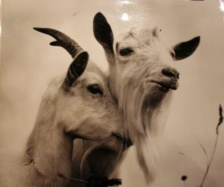 Loving Goats