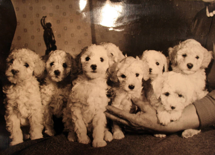 Oodles of Poodles