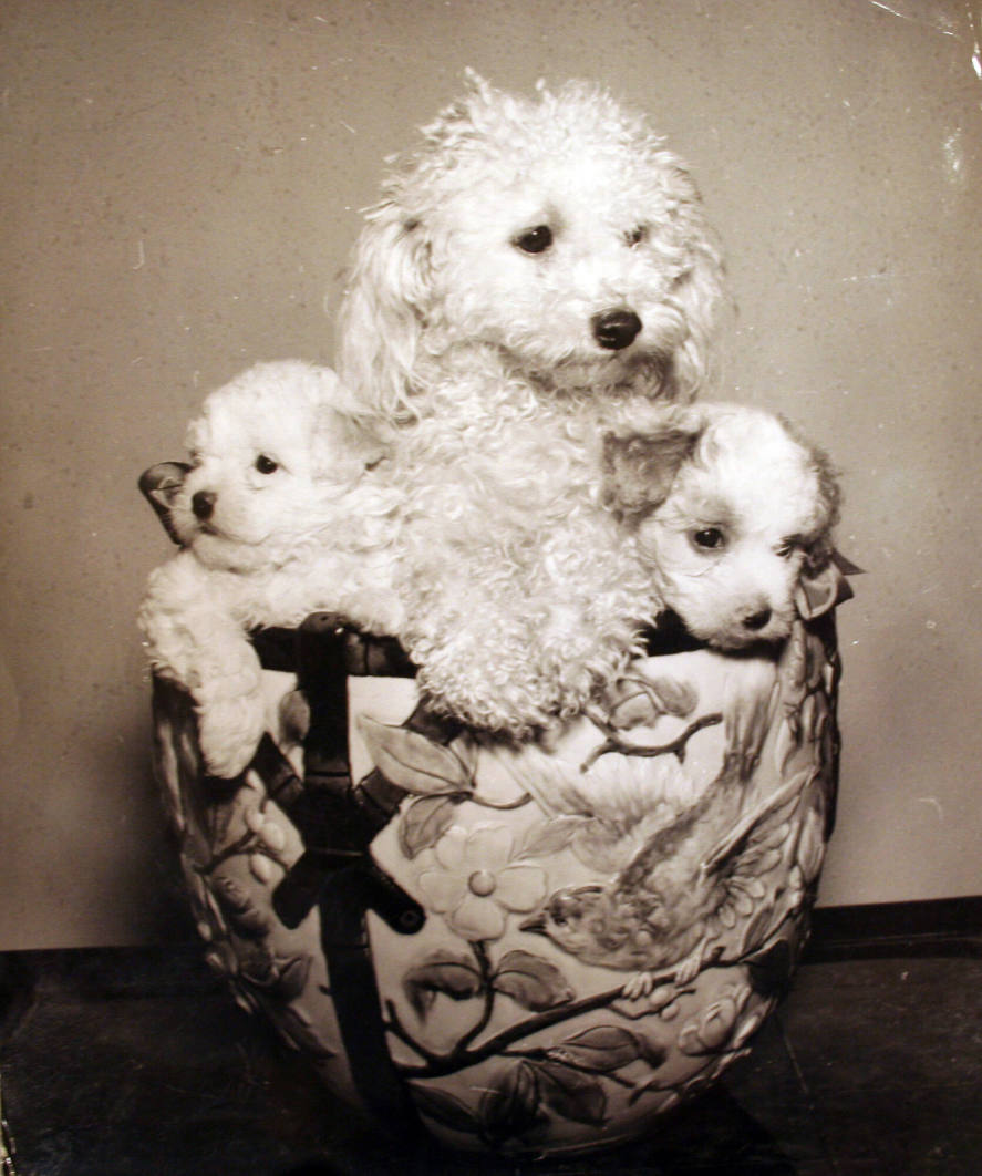 Poodle and 2 puppies in bowl