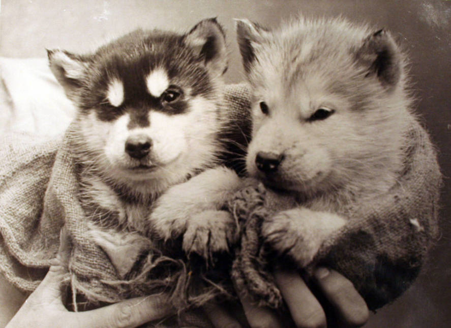 Young Huskies