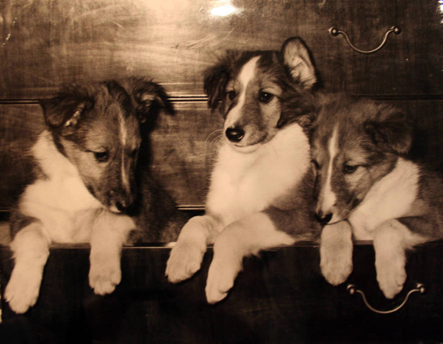 Three puppies in dresser drawer