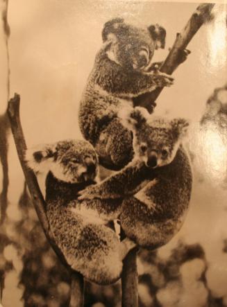 Australian Teddy Bears