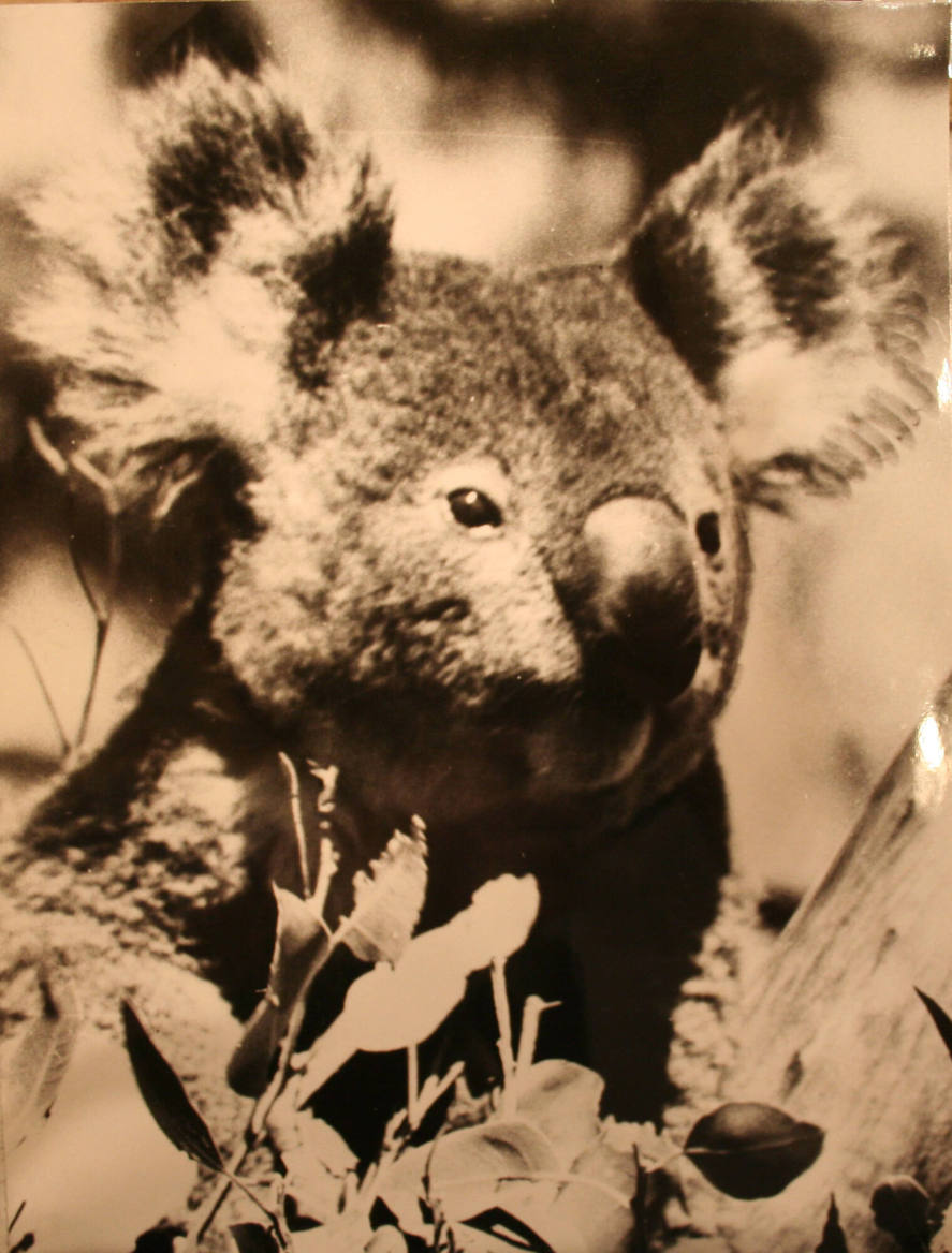 Koala-bjorn