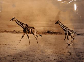 Running Giraffes