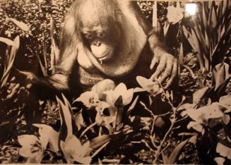 Orang-Outang in Flowers