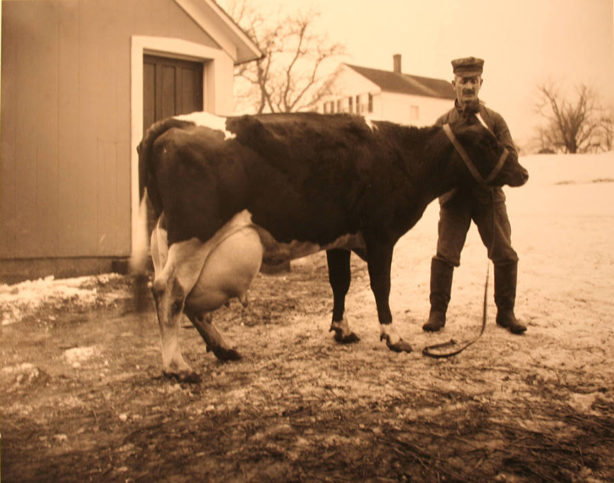 Cow for Morse