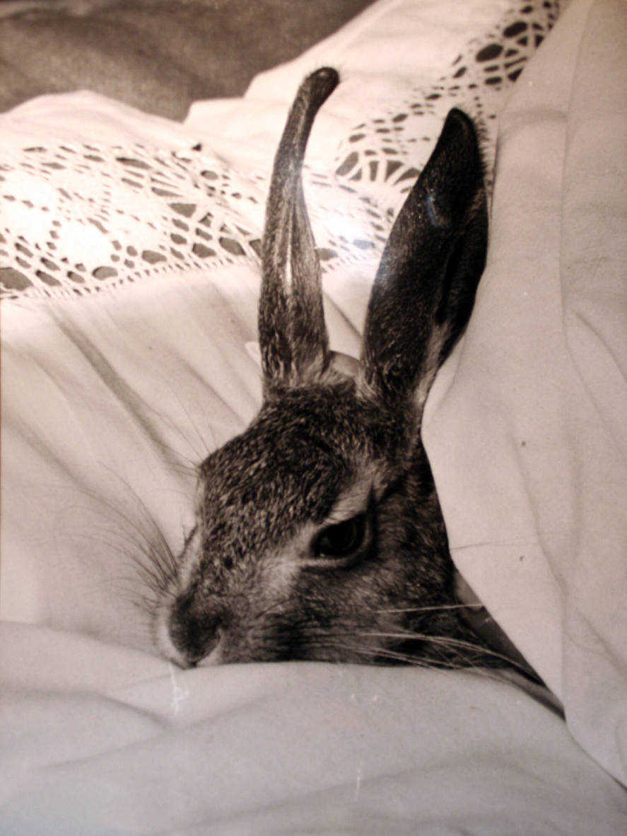 Rabbit On Pillow