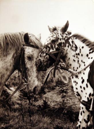 Mother & Son - Leopard Spotted Pony