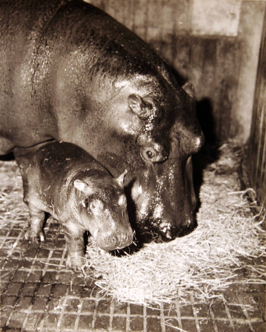 Swiss Baby Hippopatamus