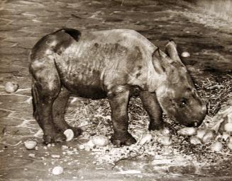 Baby Black Rhino