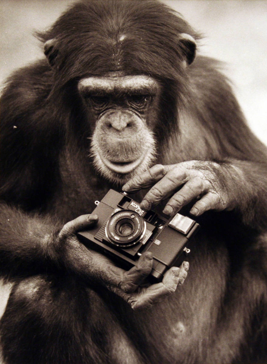 Monkey with Camera