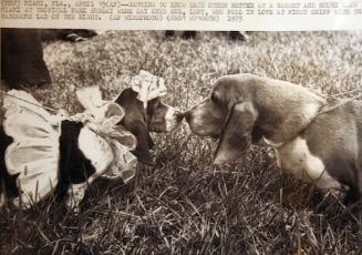 Bassets touching noses, one in costume