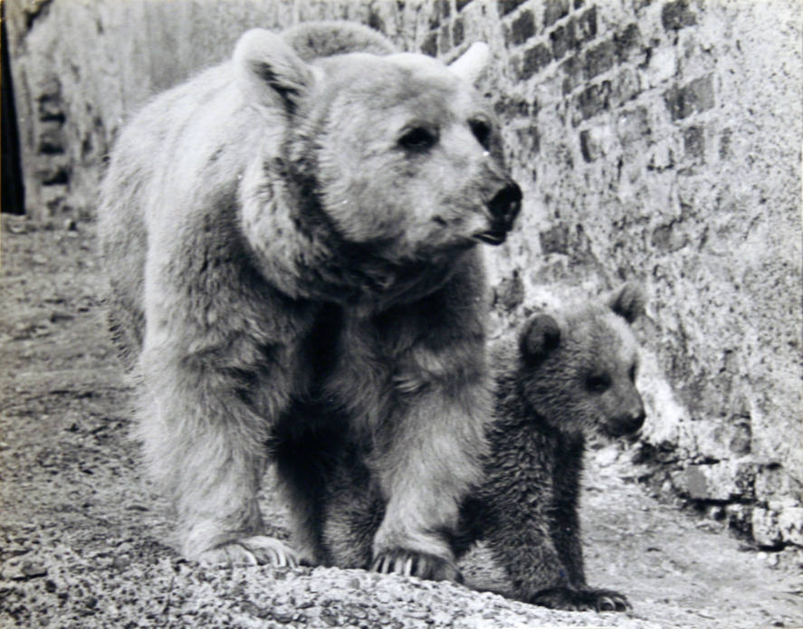 London Zoo's New Bear Cub