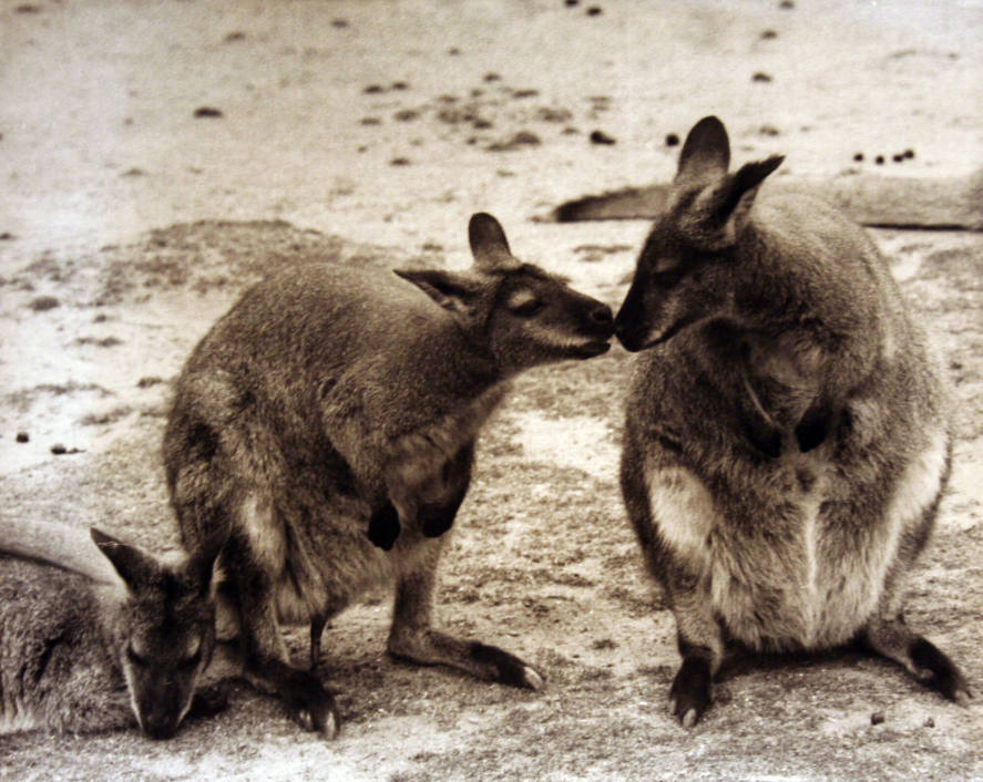 Sniffing Kangaroos