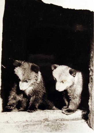 Twin baby bears - Stockholm, Sweden