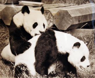 Pandas Together