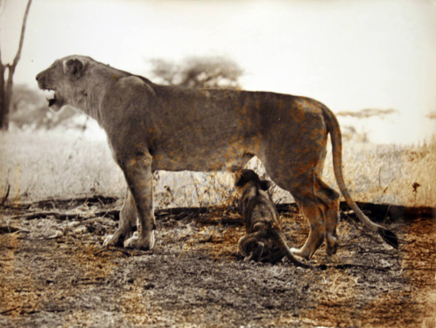 Lion & Cub - Nairobi, Kenya 1968