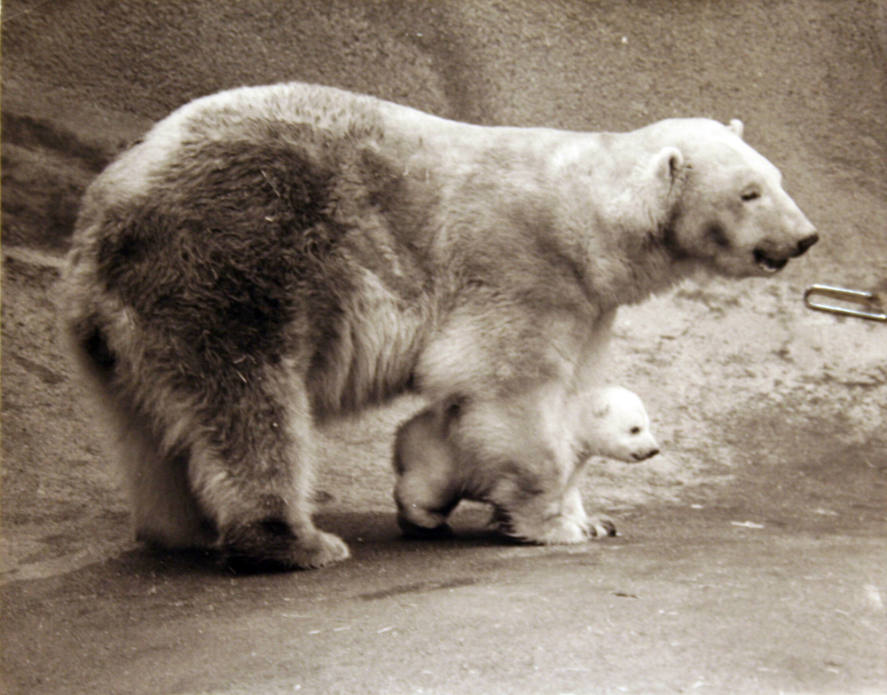 Baby Bear Makes Debut