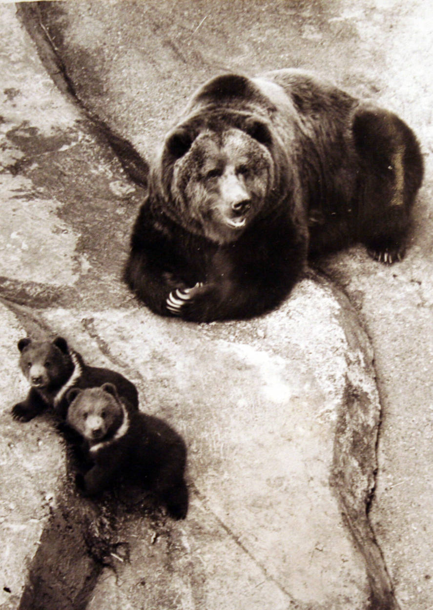 Bear Cubs at Whipsnade Zoo