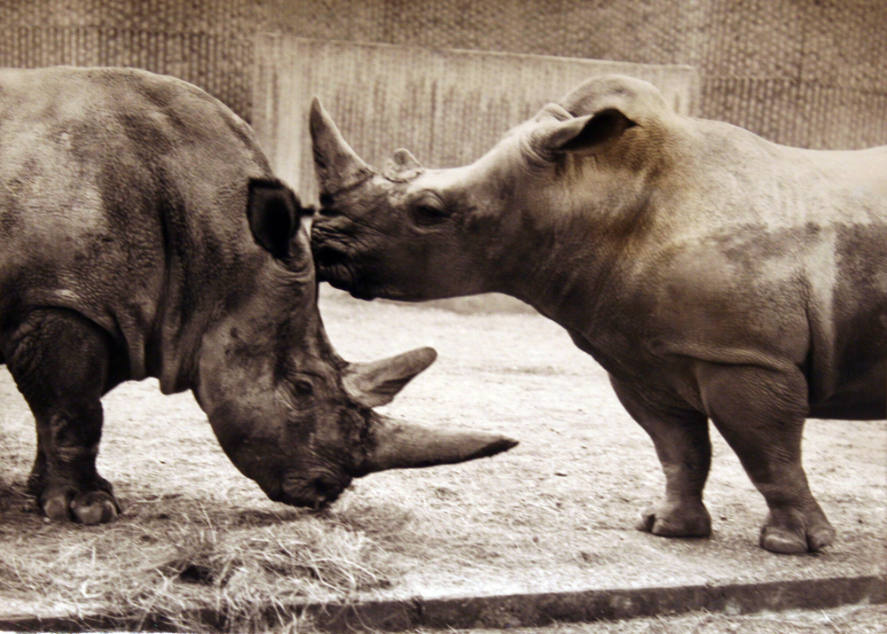 2 White Rhinos in same Paddock at Zoo