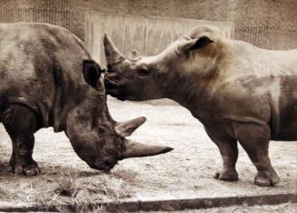 2 White Rhinos in same Paddock at Zoo