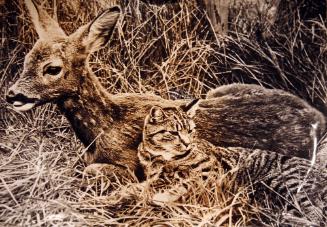 An Orphan Finds a Friend - Bounce the Deer & Cassius the Cat