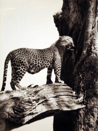 Leopard On Branch