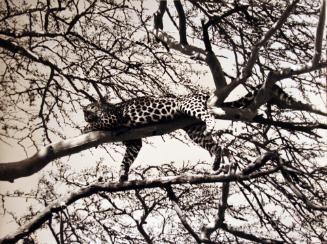 Leopard in Tree - Nairobi, Kenya