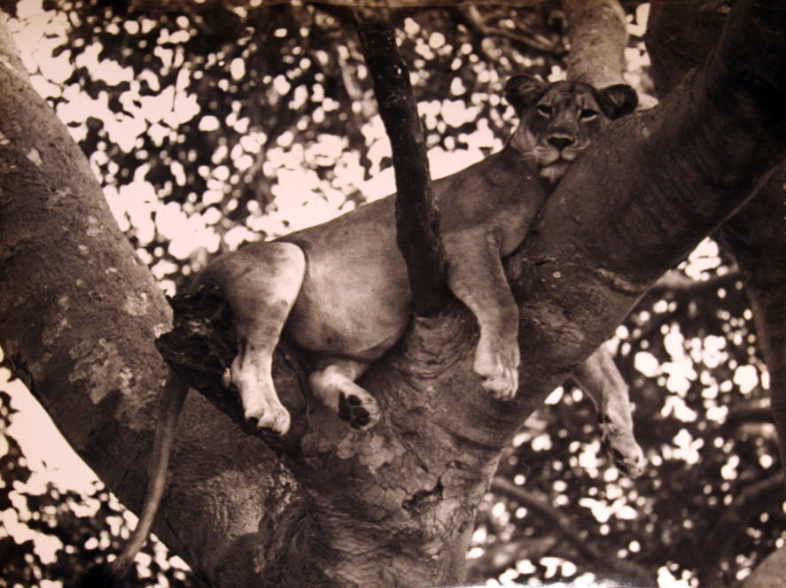 Lion Lounging In Tree