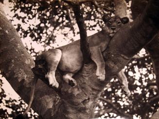 Lion Lounging In Tree