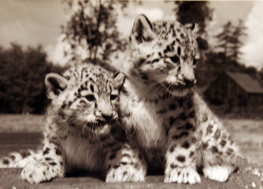 Siberian snow leopard cubs: Boris & Nina