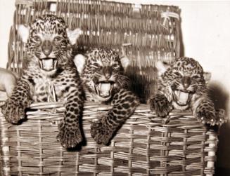 Leopards Living It Up