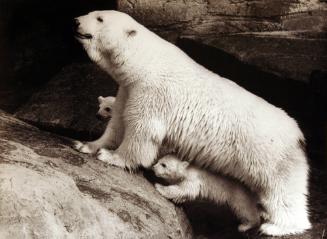 Polar Bear And Two Cubs