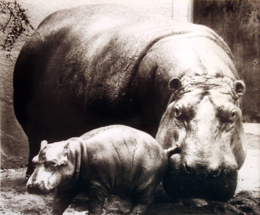 Mother & Baby Hippo