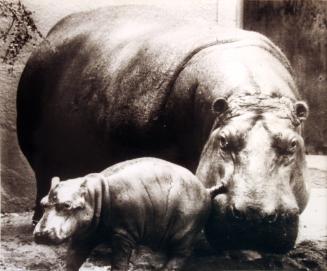 Mother & Baby Hippo