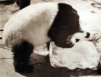 Panda on the Rocks