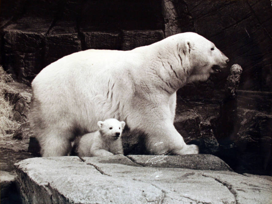 First Bath For Polar Cub