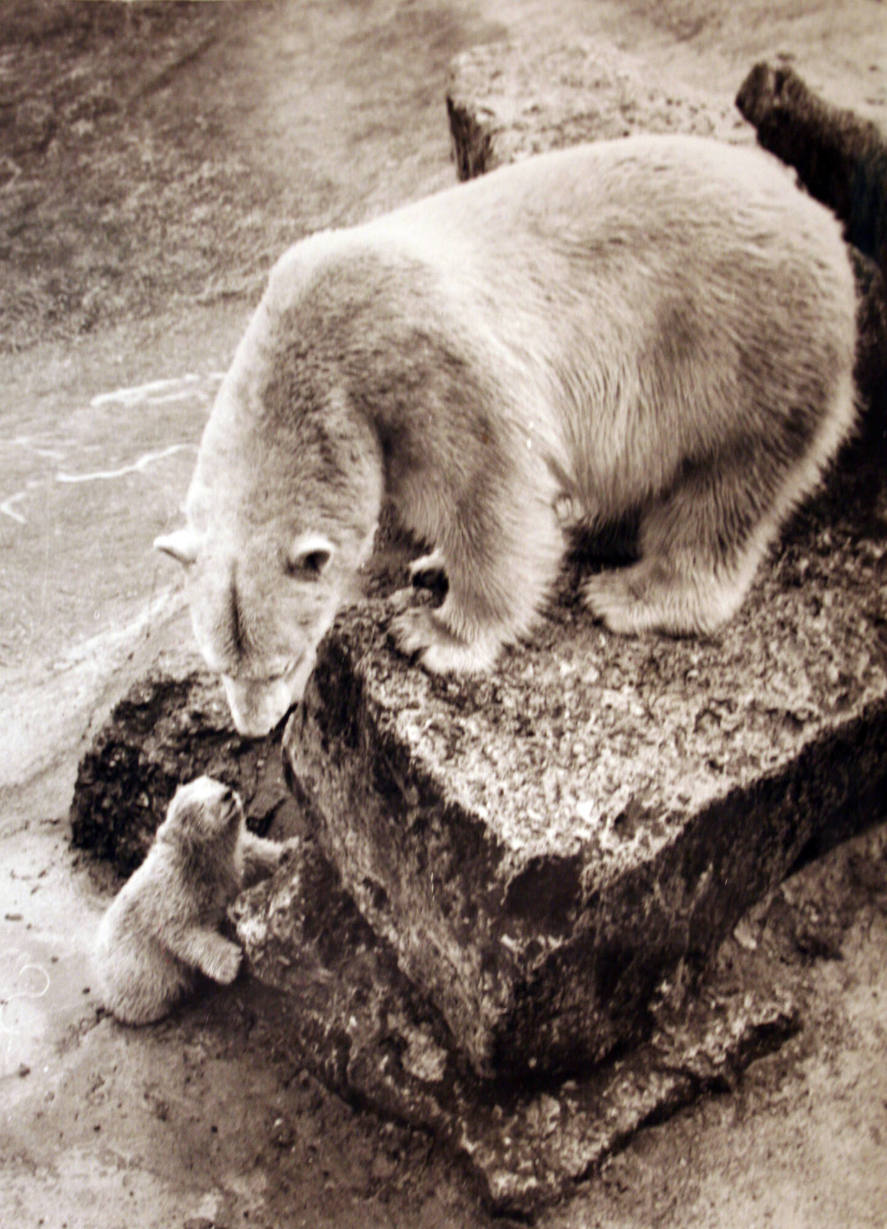 Baby Polar Bear "Motty"