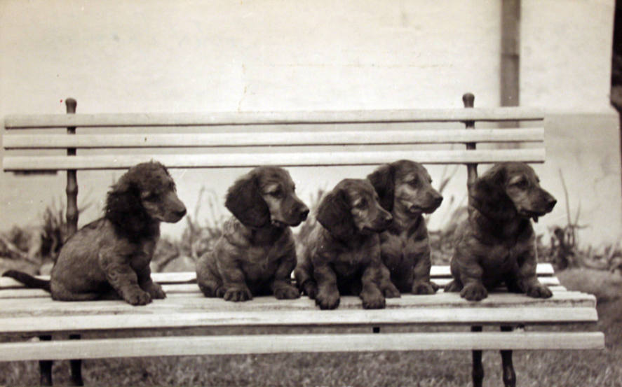 Five Puppies on Bench