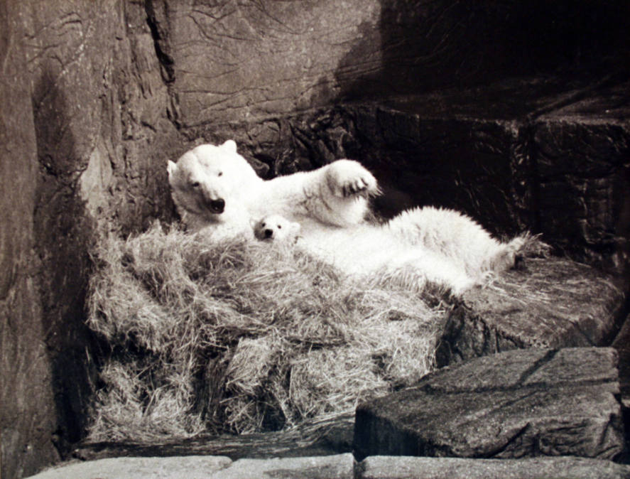 First bath for polar bear cub