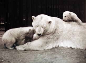 Sonja and Her December Daughters