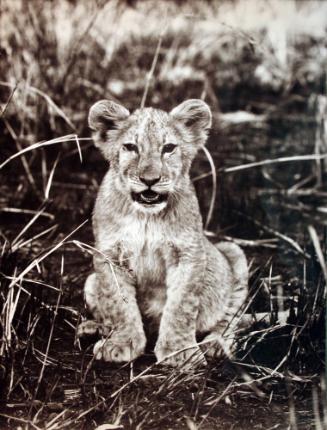 Sitting Lion Cub