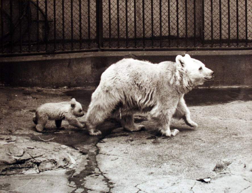 Enter Baby Bear, Following in Mother's Footsteps