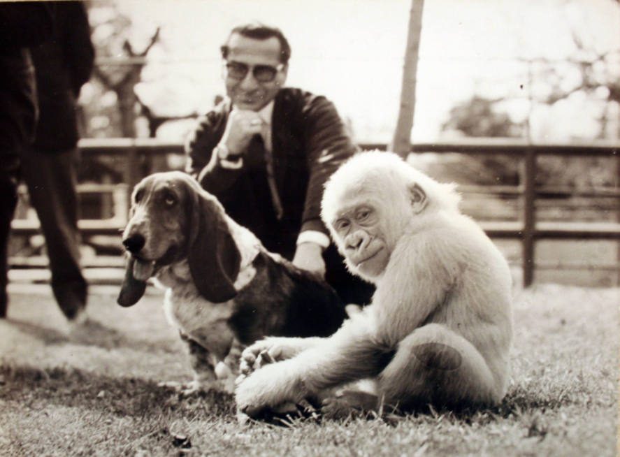 Albino Gorilla with Basset Hound & Man