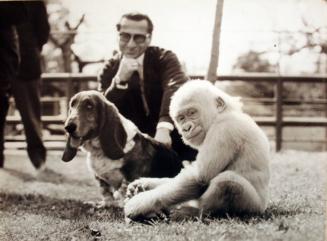 Albino Gorilla with Basset Hound & Man